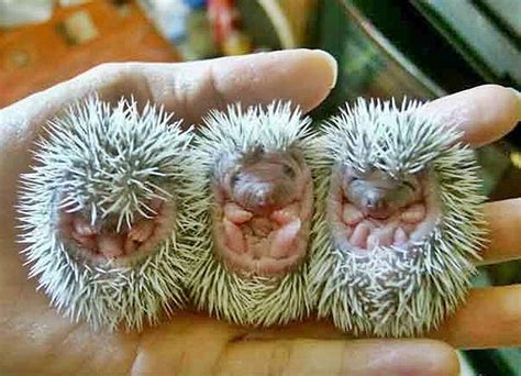 Admire These Cutest Newborn Animals In Stunning Photos And Videos