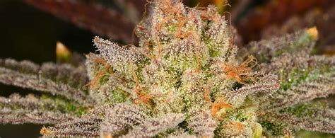 Where To Buy The Best Rainbow Kush Seeds Online 10buds
