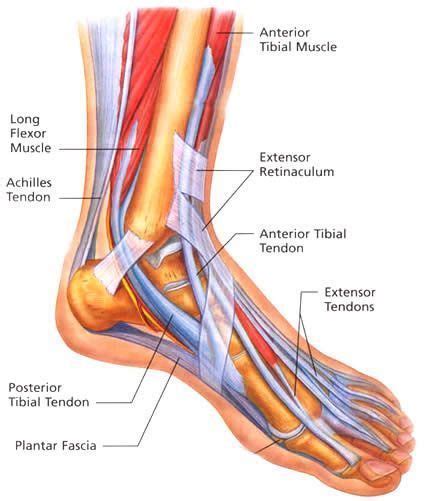 Ligaments connect bones to each other to support a joint. Ankle & Foot Tendonitis: 5 MAIN Causes, Symptoms, Treatment