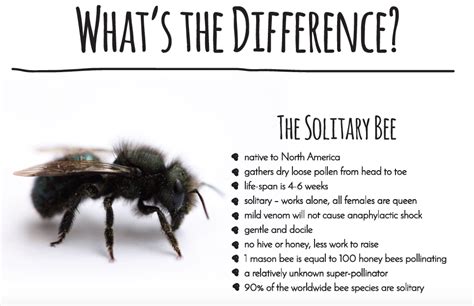 Whats The Difference Solitary Bee Vs Honey Bee Solitary Bees