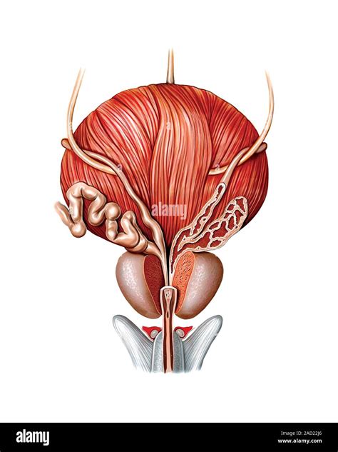 Illustration Of The Urinary Bladder Prostate And Urethra This