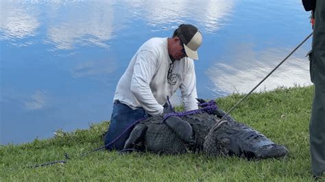 Woman 85 Killed In Alligator Attack While Walking Dog In Fort Pierce