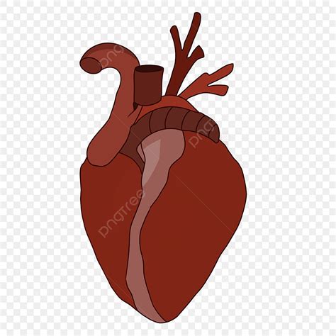 Human Organ Clipart Transparent Png Hd Cartoon Human Organ Heart