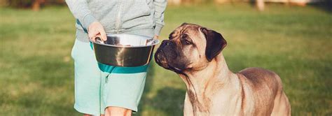 Large and giant breed puppies grow quickly and keep growing longer than smaller dogs. 5 Best Giant Breed Dog Food - Sept. 2020 - BestReviews