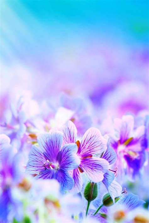 High Quality Wallpaper Iphone Beautiful Flowers Download Wallpapers