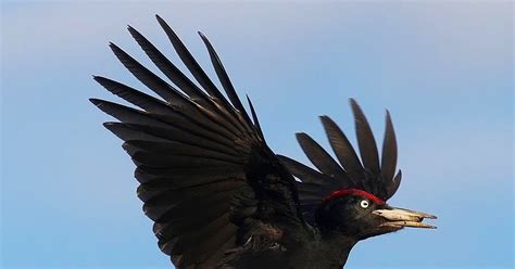 Birds Of The World Black Woodpecker