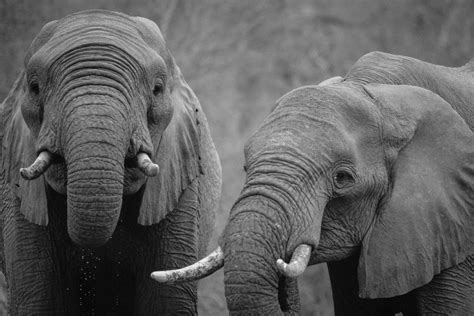Free Images Black And White Wildlife Africa Mammal