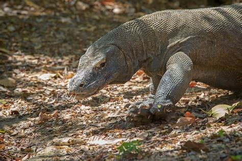 Fun And Scary Komodo Dragon Facts For Kids Childfun