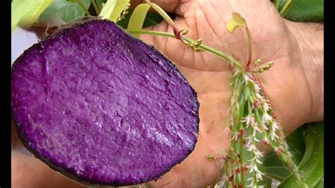Purple Yam Ubeubi Vines Flowering In California Harvesting Dioscorea