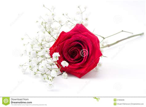 Red Rose And Baby S Breath Stock Photo Image Of Love