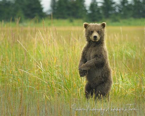 Cute Bear Cub Standing Upright Shetzers Photography