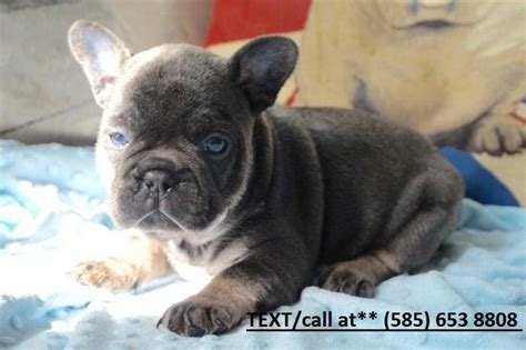 Each puppy is raised in our home underfoot and given lots of love and attention on a daily basis. Healthy French Bulldog puppies available just for Sale in ...