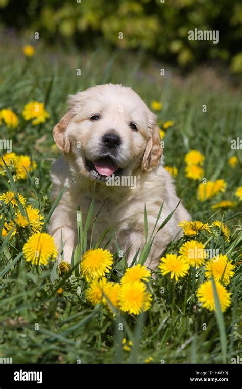 Golden Retriever Puppy Stock Photo Alamy