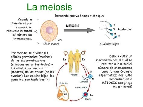 Cuadros Sinópticos Sobre Mitosis Y Meiosis Diferencias Cuadro