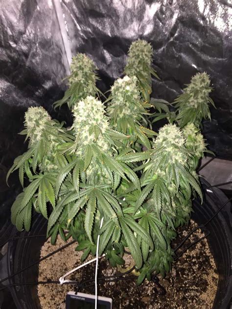 Check spelling or type a new query. Which LED Grow Lights Are Best for Growing Cannabis ...