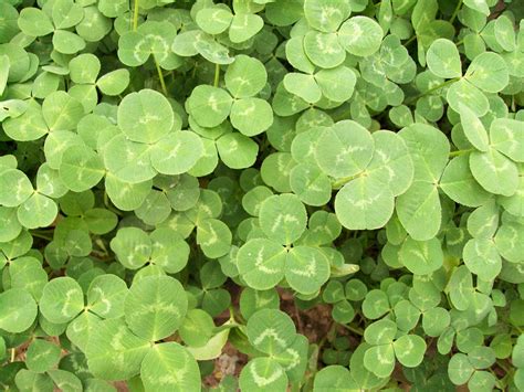 Green Clover Free Stock Photo Public Domain Pictures