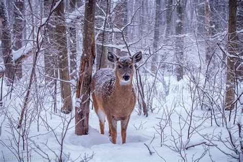 Deer In The Winter Woods Rimages