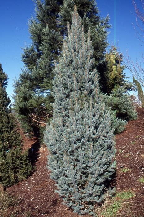 Columnar Blue Spruce Okanagan Xeriscape Association