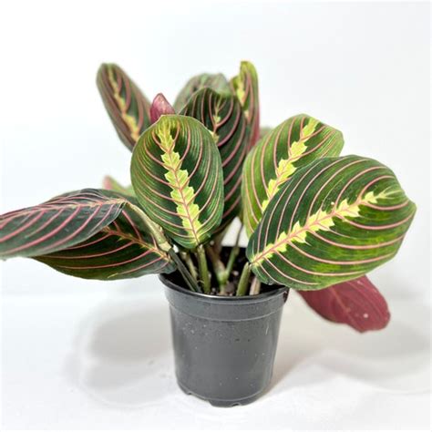 Red Prayer Plant Red Maranta Rooted In 4 Pot Indoor Etsy