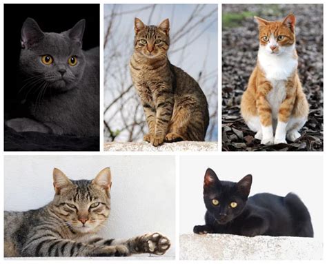 Tutte Le Razze Di Gatti Abyssinian Cats Most Popular Cat Breeds