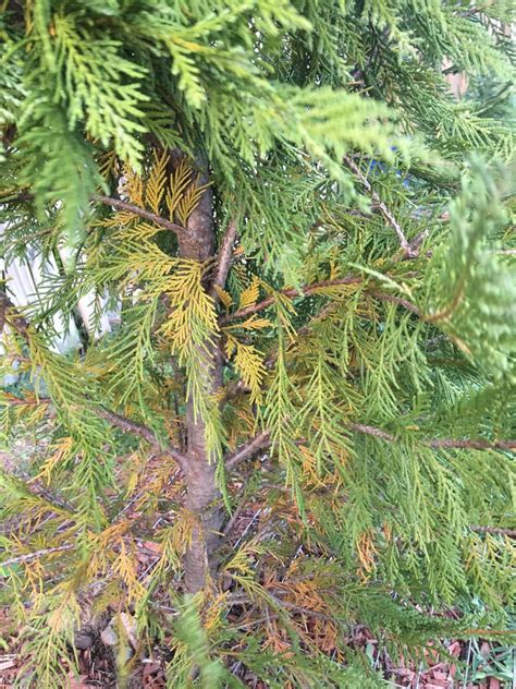 Need Help With My Leyland Cypress Trees