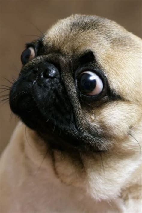 The pug diet for adults. Funny portrait of a surprised and hungry pug, girl teases ...