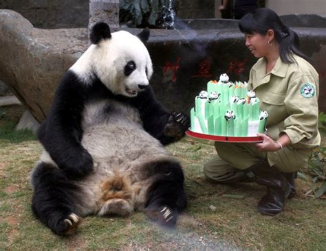 Entre Todos Digital La Historia Del Sorprendente Oso Panda Que