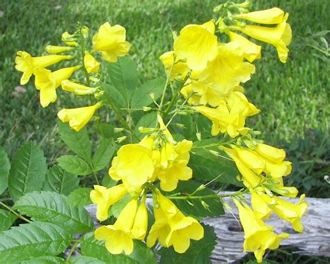 Texas Yellow Bell Flowers Backyard Decor Plants Flowers