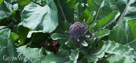 Growing Broccoli Rabe And Baby Broccoli In Your Spring Garden