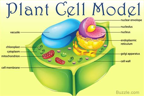 It Is Extremely Easy And Fun To Make A Plant Cell Model Provided You