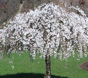 Weeping cherry trees, sometimes called weeping snow fountain cherry trees, have noticeable branches that droop gracefully over the trunk and produce a cascade of white or pink flowers in the spring. WHITE** DWARF WEEPING SNOW CHERRY TREE**12-15 IN** BONSAI ...