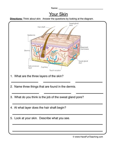 Skin Diagram Worksheet By Teach Simple