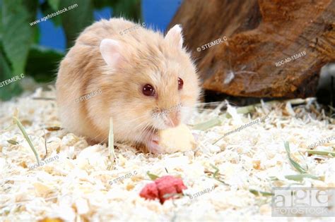 Campbells Russian Dwarf Hamster Phodopus Campbelli Stock Photo