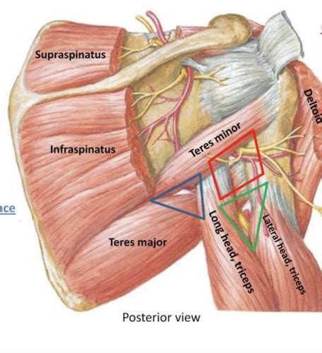 Anatomical Spaces Of The Posterior Shoulder Flashcards Quizlet