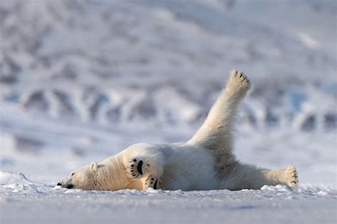 46 Fotos De Osos Polares