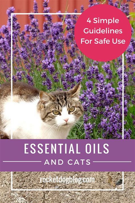 6.3 does lavender scent affect cats badly? Using essential oils around your cat can be safe and ...