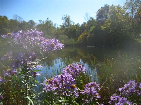 The Mary Gray Bird Sanctuary Has The Most Beautiful Wildflower Trail To
