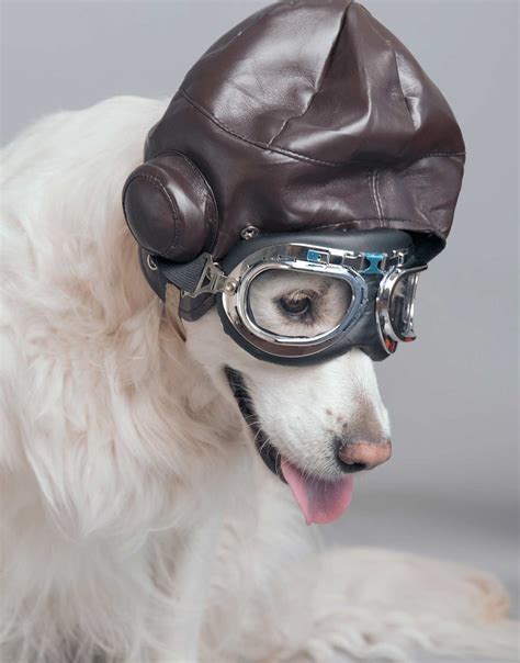 Best Dog Goggles For Keeping Their Eyes Safe Or Just Looking Cool