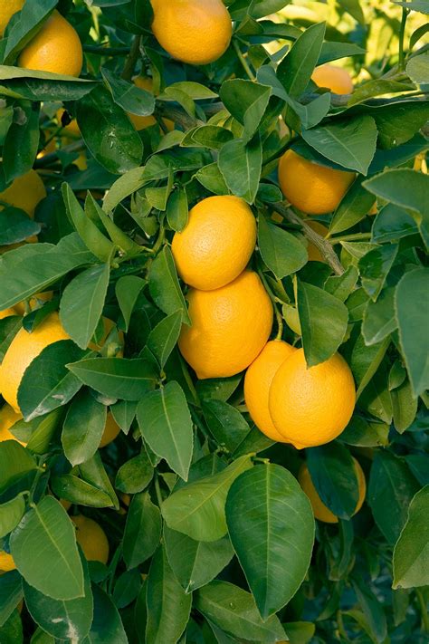 Check spelling or type a new query. 10 Fast-Growing Fruits for a Speedy Harvest | Dwarf fruit ...