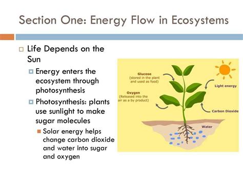 Energy Through Ecosystems Worksheet Briefencounters
