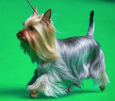 This is your ultimate resource to get the hottest hairstyles and haircuts in 2021. 10 Best Silky Terrier Haircuts for Your Puppy - The Paws
