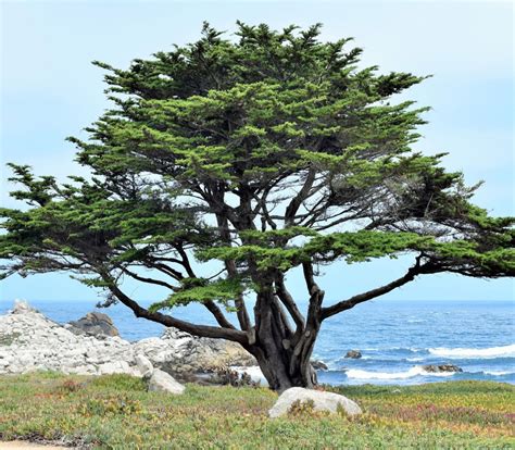 Monterey Cypress 20 Tree Seeds Etsy Canada