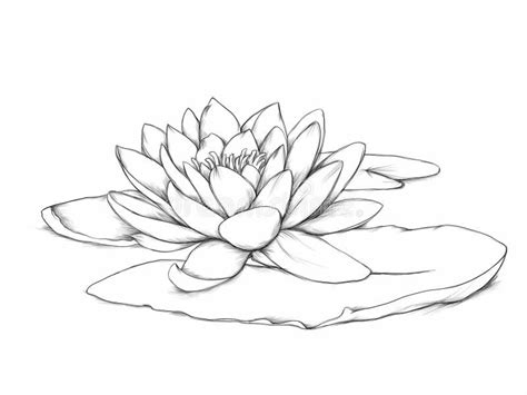 Water Lily With Leaf Stock Illustration Illustration Of Nature 171669215