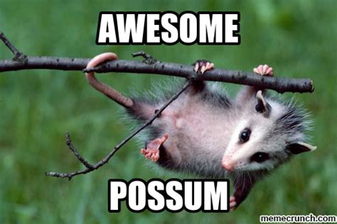 Possum Memes