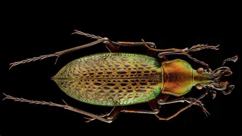 This Photographer Transforms Insects Into Art Mental Floss