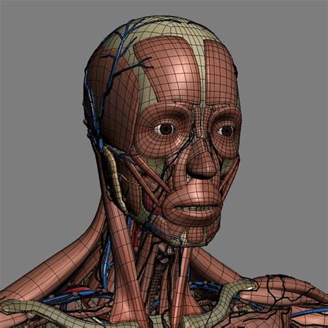 Human Male Anatomy Body Muscles Skeleton Internal
