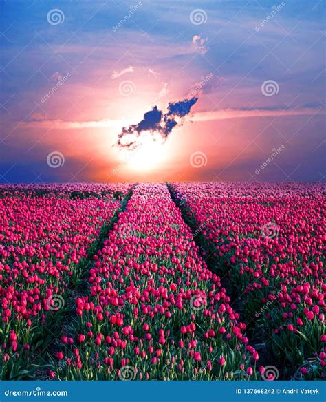 Fairytale Mystical Stunning Magical Spring Landscape With Tulip Half A