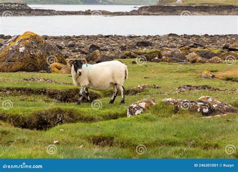 Scottish Blackface Free Range British Sheep On The Isle Of Skye Stock