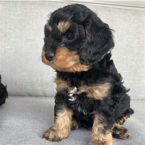 She was amazing from the beginning, educating us as new puppy parents, and already starting the training/socializing process with our puppy before we brought him home at 8 weeks. Cavapoo Puppies For Sale | New York, NY #337069 | Petzlover