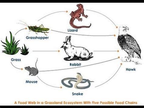 Food web, showing animals eating plants and each other a food web is similar to a food chain but larger. 10+ images about food web on Pinterest | Bill nye, Food ...